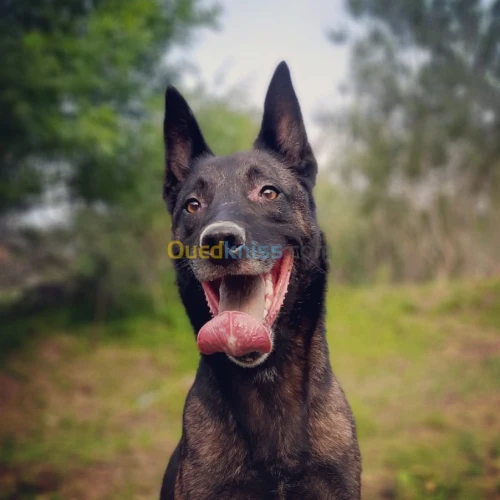 Malinois 