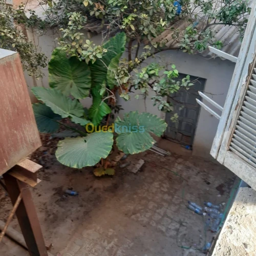 Location Local Ain temouchent Ain temouchent