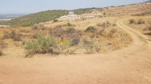 Vente Terrain Blida Bouinan