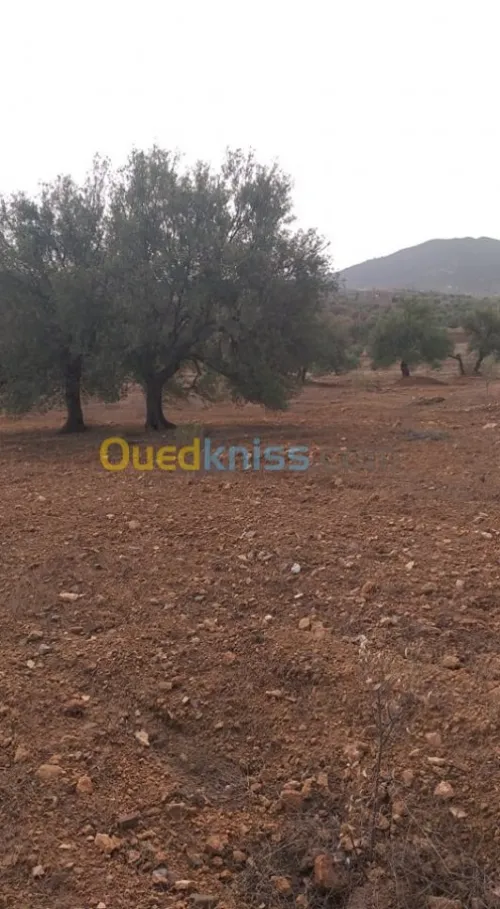 Vente Terrain Bouira El adjiba