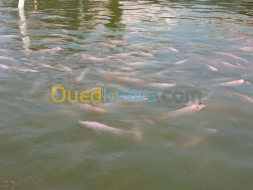 Tilapia rouge