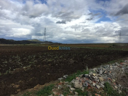 Vente Terrain Boumerdes Djinet