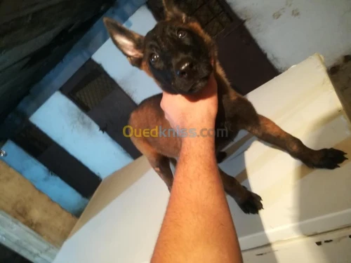 Des malinois a vendre