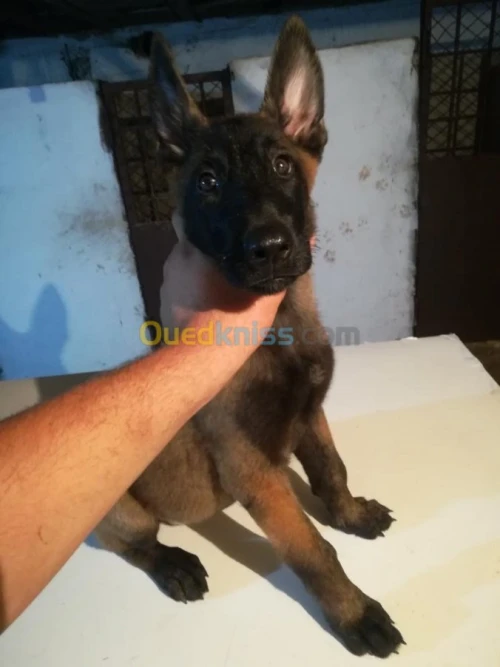 Des malinois a vendre