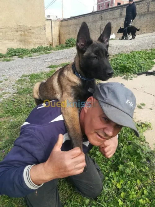 Des malinois a vendre