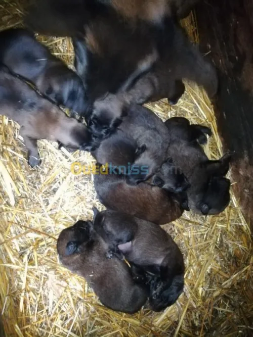 Des malinois a vendre
