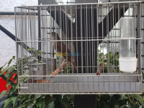 Rossignol 4ans chant sauvage