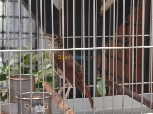 Rossignol 4ans chant sauvage