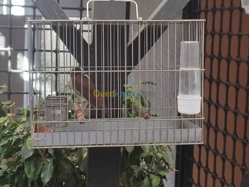 Rossignol 4ans chant sauvage