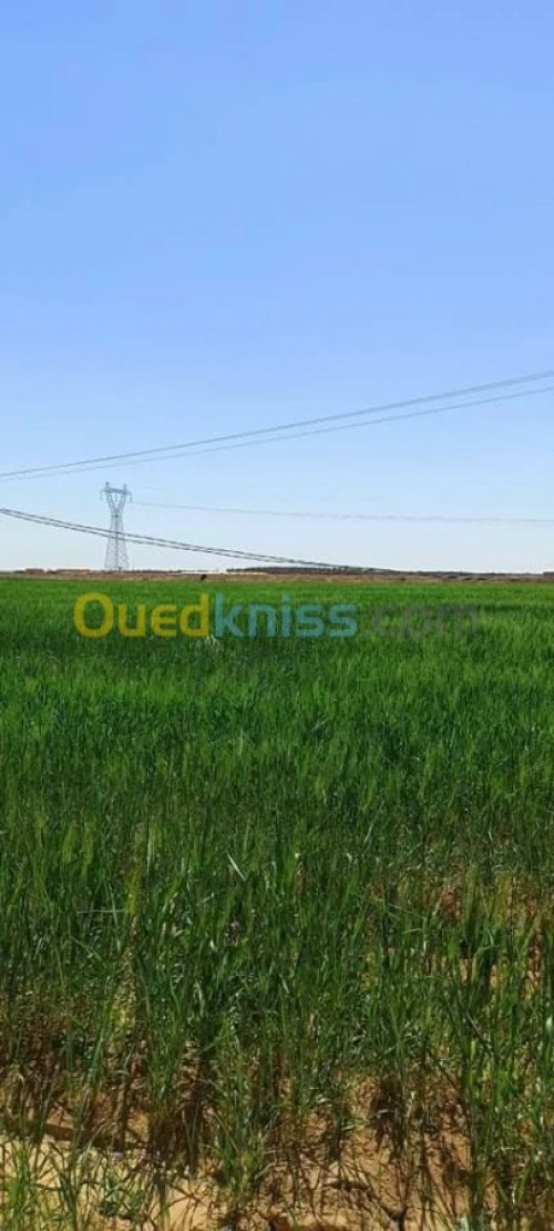 Vente Terrain Agricole Biskra Biskra