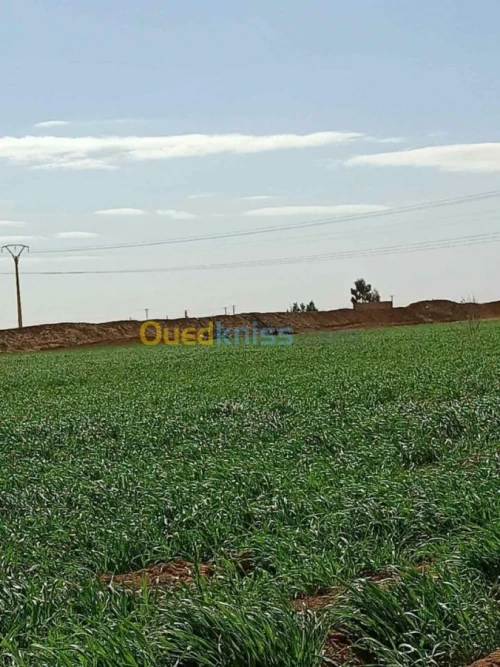 Vente Terrain Agricole Biskra Biskra