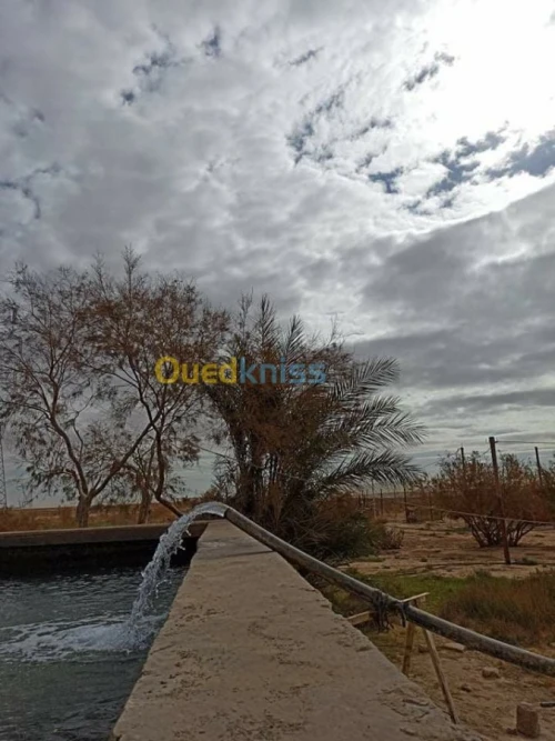 Vente Terrain Agricole Biskra Biskra