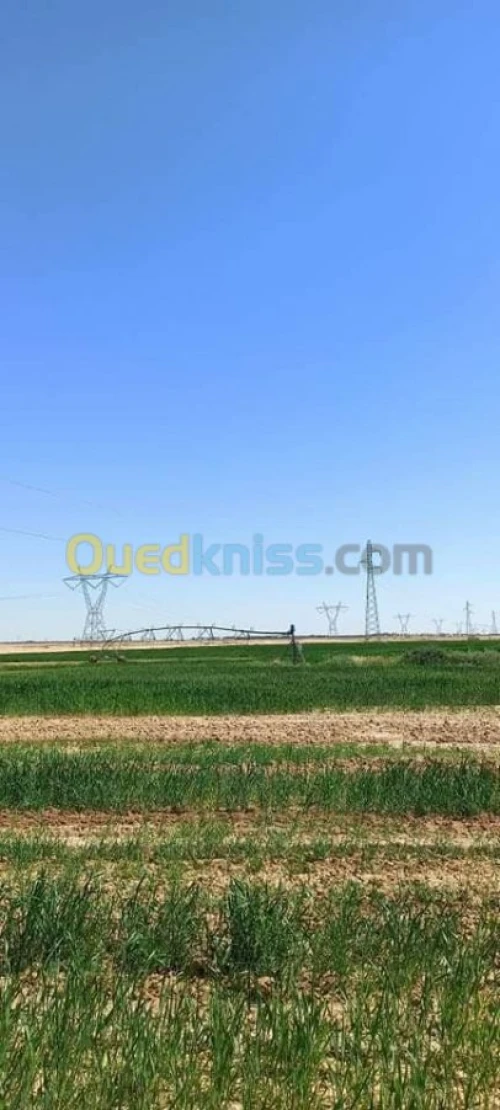Vente Terrain Agricole Biskra Biskra