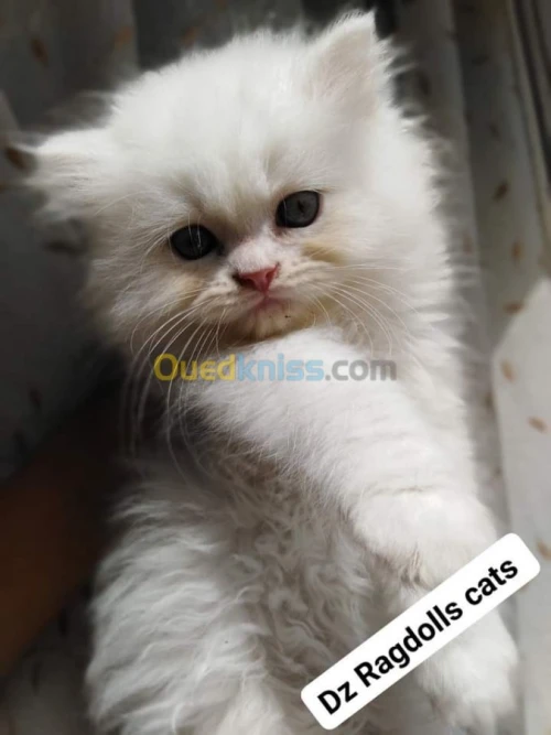 Chirazi pour accouplement 