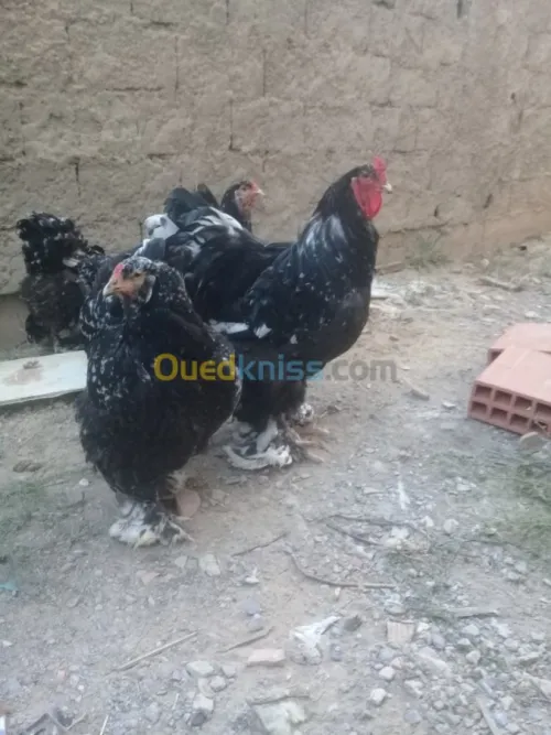 براهما كيوتي بيض و فلوس
