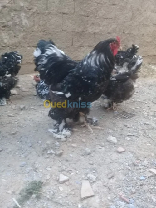 براهما كيوتي بيض و فلوس