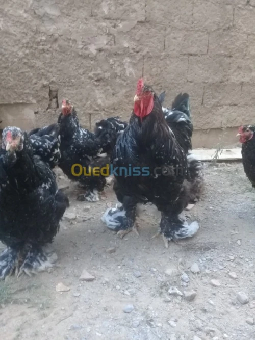 براهما كيوتي بيض و فلوس