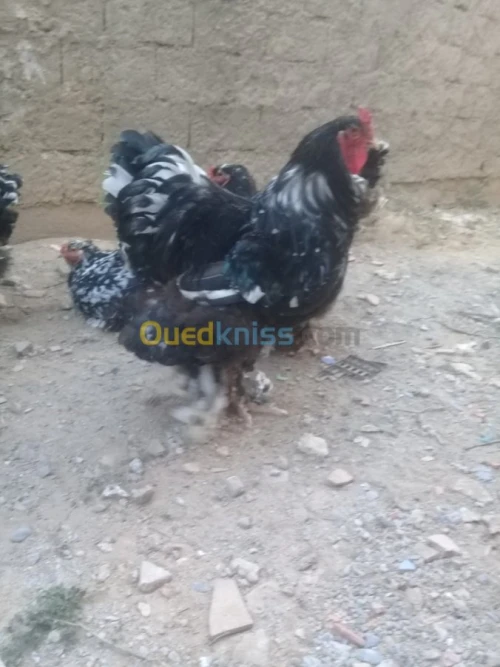 براهما كيوتي بيض و فلوس