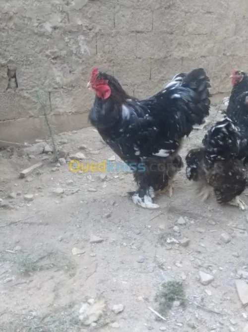 براهما كيوتي بيض و فلوس