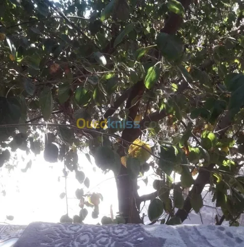 Vente Appartement F9 Oran Oran