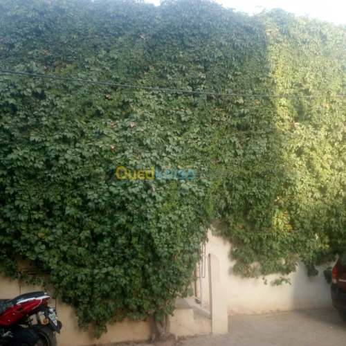 Vente Duplex F4 Sidi bel abbes Sidi bel abbes