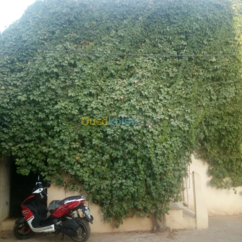 Vente Duplex F4 Sidi bel abbes Sidi bel abbes