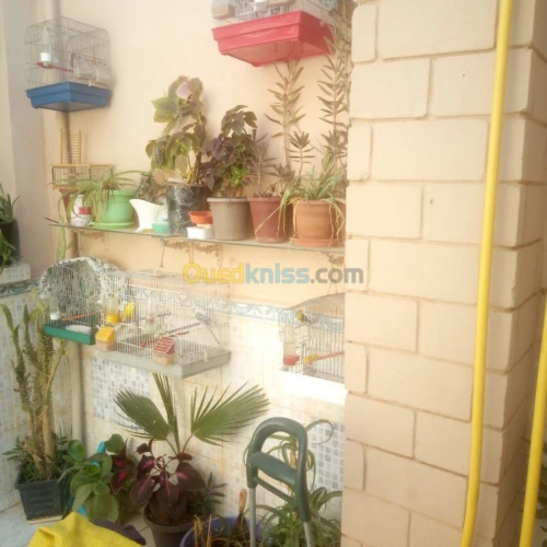 Vente Duplex F4 Sidi bel abbes Sidi bel abbes