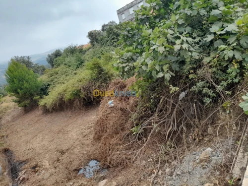 Vente Terrain Tizi ouzou Mizrana