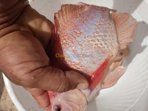 Alevin tilapia rouge 2_4cm et Koi voil