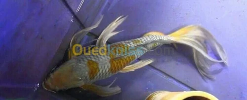 Alevin tilapia rouge 2_4cm et Koi voil