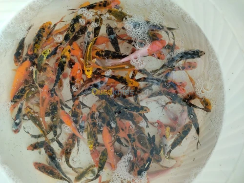 Alevin tilapia rouge 2_4cm et Koi voil