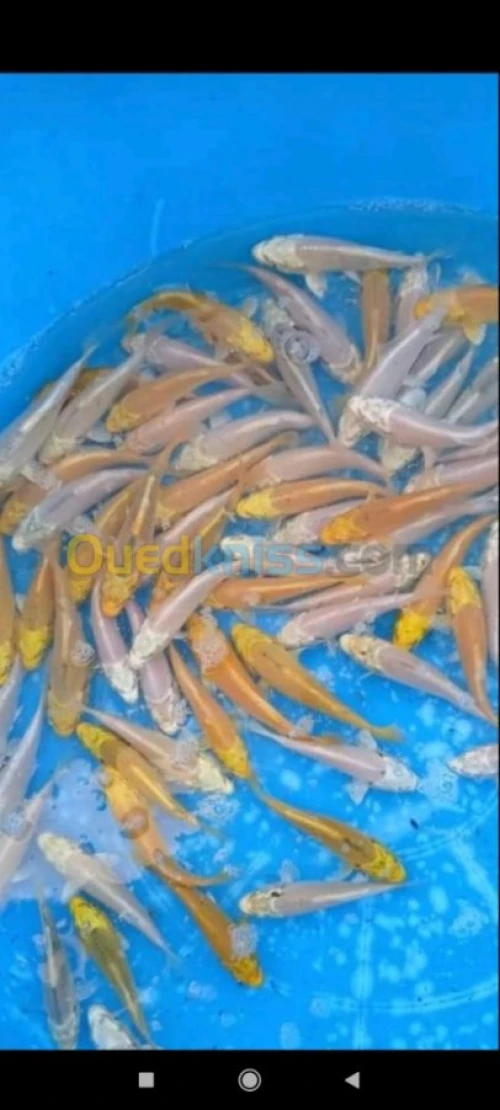 Alevin tilapia rouge 2_4cm et Koi voil