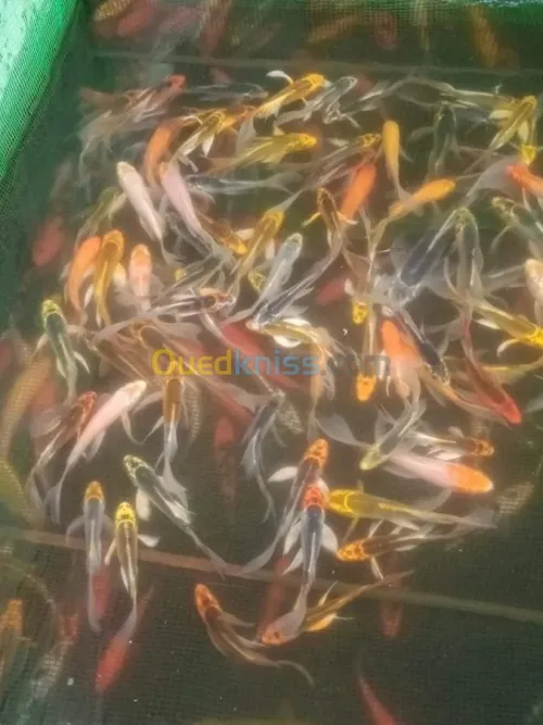 Alevin tilapia rouge 2_4cm et Koi voil
