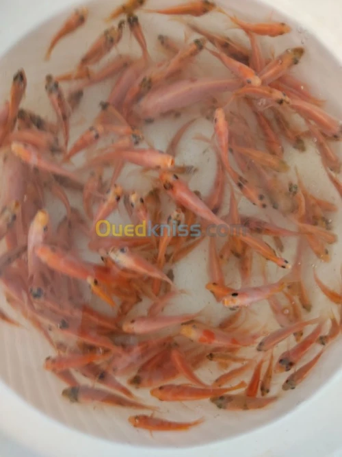 Alevin tilapia rouge 2_4cm et Koi voil
