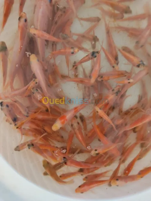 Alevin tilapia rouge 2_4cm et Koi voil