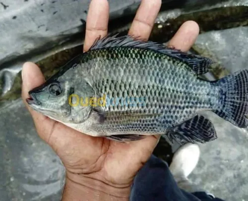 Alevin tilapia rouge 2_4cm et Koi voil