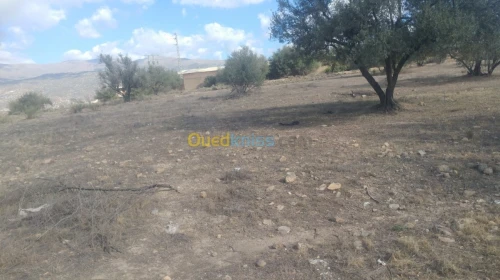Vente Terrain Bejaia Boudjellil