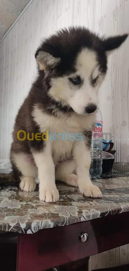 Husky poil long yeux bleu top des top