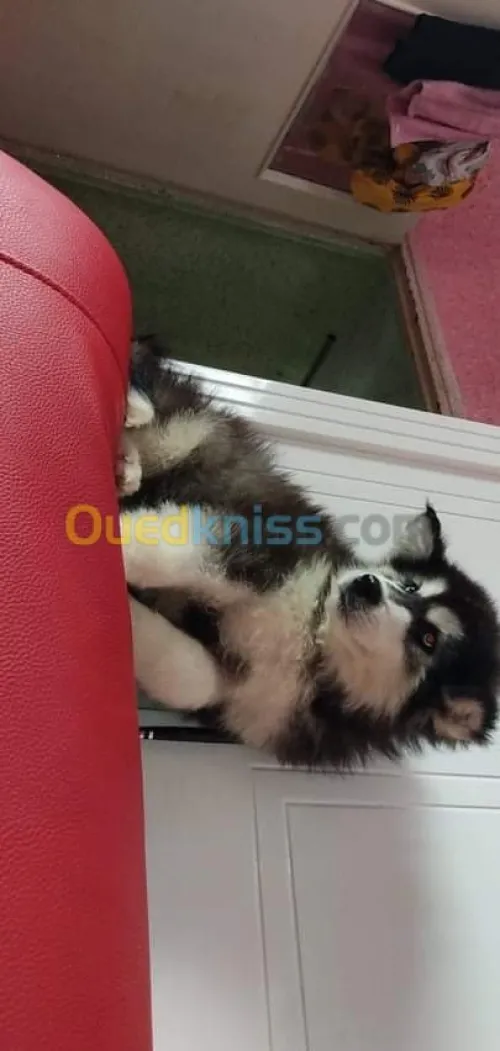 Husky poil long yeux bleu top des top