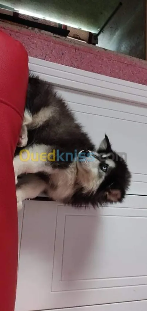 Husky poil long yeux bleu top des top