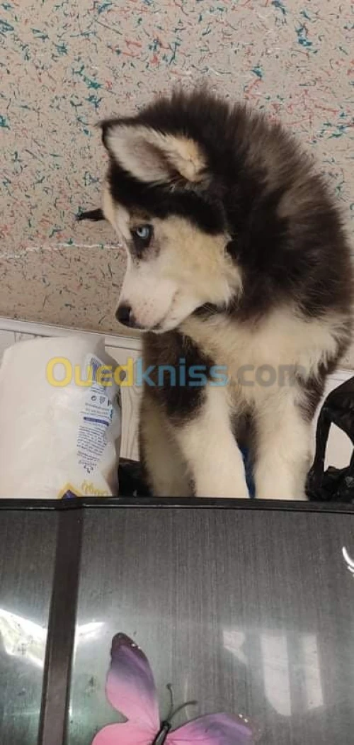 Husky poil long yeux bleu top des top