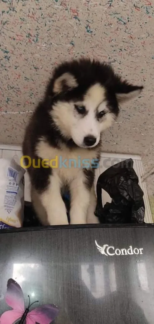 Husky poil long yeux bleu top des top
