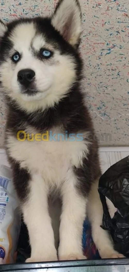 Husky poil long yeux bleu top des top