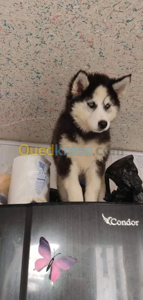 Husky poil long yeux bleu top des top