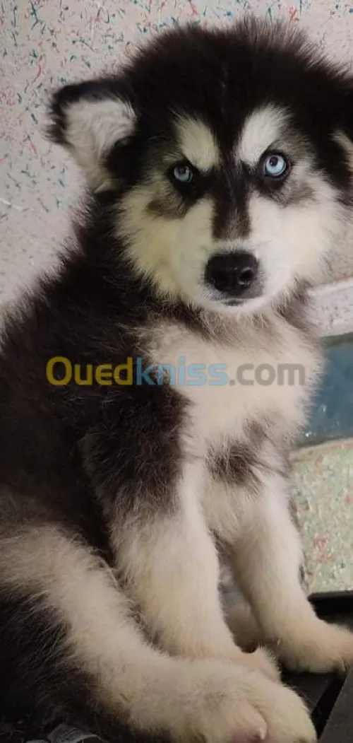 Husky poil long yeux bleu top des top