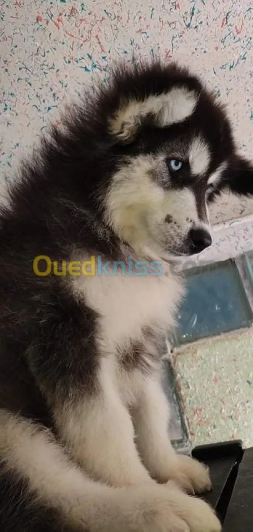 Husky poil long yeux bleu top des top