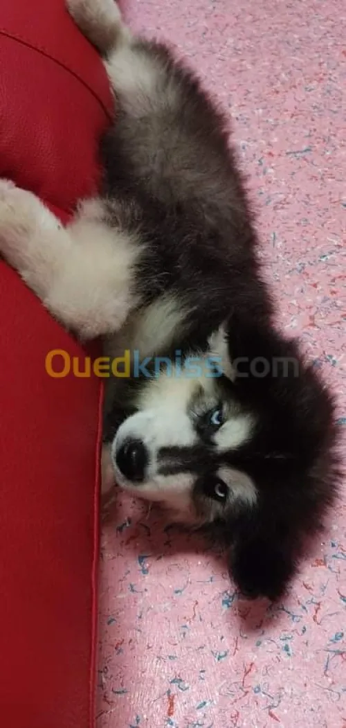 Husky poil long yeux bleu top des top