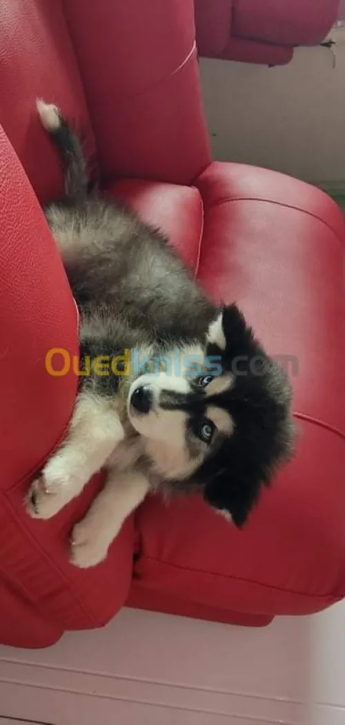 Husky poil long yeux bleu top des top