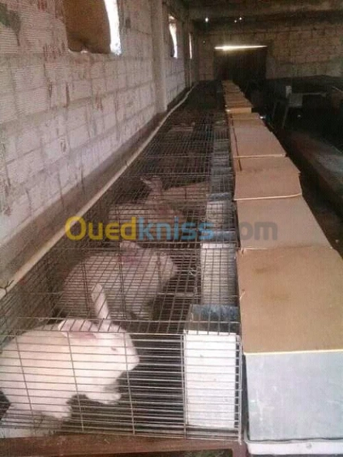 Cages des lapins 