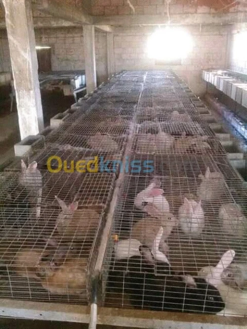 Cages des lapins 